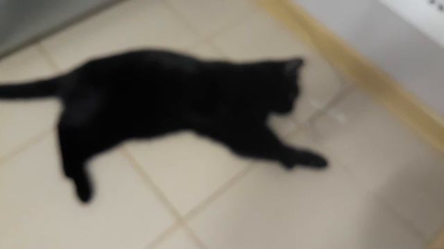 Не спать #приколскотом, #смешныекоты, #кошки, #котята, #прикол, #сидим_дома смотреть онлайн