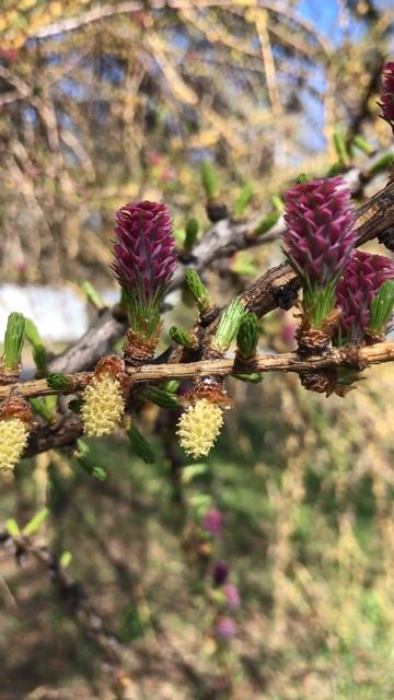 Цветы лиственницы 3 смотреть онлайн