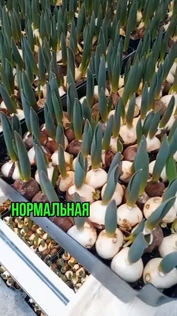 Влажность в теплице на выгонке тюльпанов #выгонкатюль смотреть онлайн