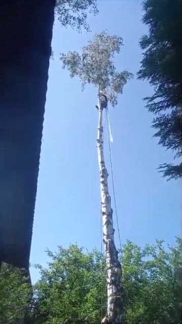 удаление березы www.ruspil.ru смотреть онлайн