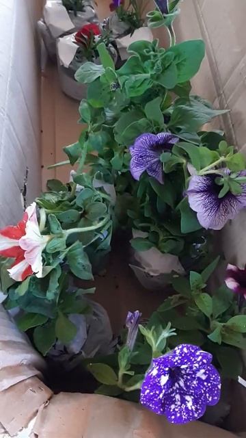 посылка Агро-маркет смотреть онлайн