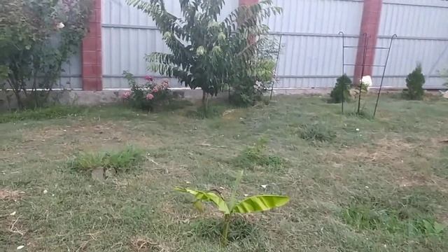 30.08.2024г. Прогулка по саду в дождь в предпоследний день ?