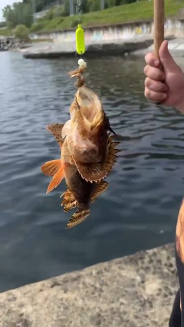 Рыбалка на поплавок  в Сочи на чёрном море поймал морс?