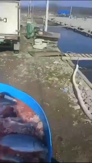 Радужная форель из северной осетий, доставка в Крым, в?