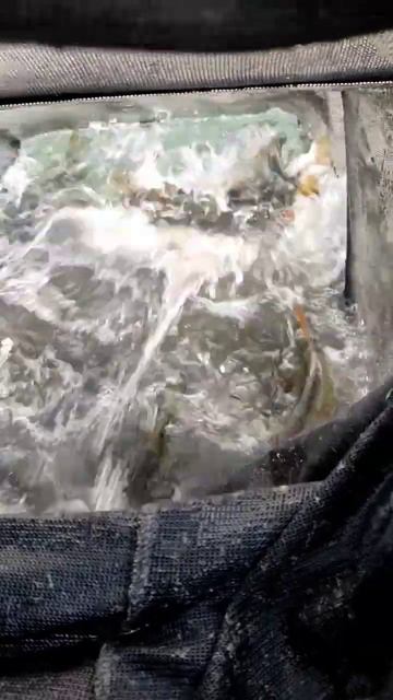 смотри, что поймал. Гигантская плотва на фидер. 15 кг #ры смотреть онлайн