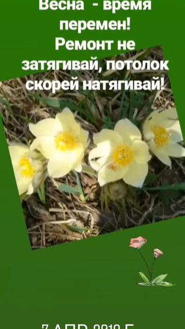 Натяжные потолки в г. Якутске 89241662155 смотреть онлайн
