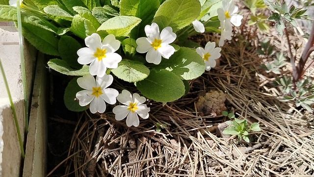 Первые примулы в нашем саду 2025 смотреть онлайн