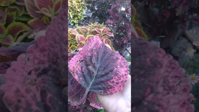 Колеус Марипоза (Coleus Mariposa)