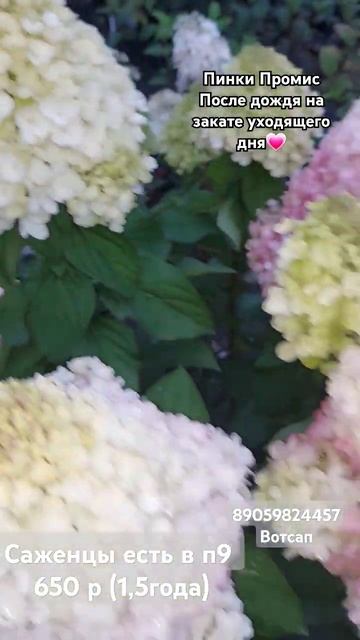 Пинки промис #гортензииметельчатые смотреть онлайн