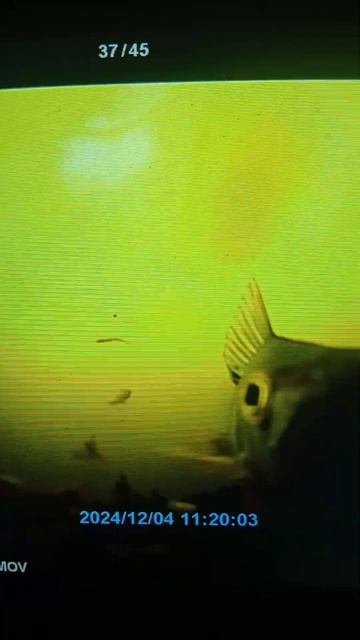 Окунь атакует камеру. Подводные съёмки на камеру Fishing H