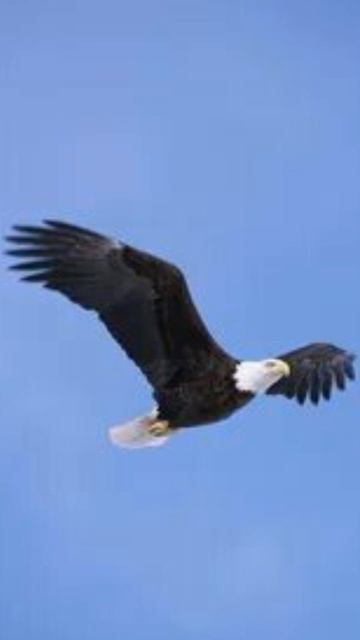 Стих Я Орёл. без рифмы и смысла смотреть онлайн