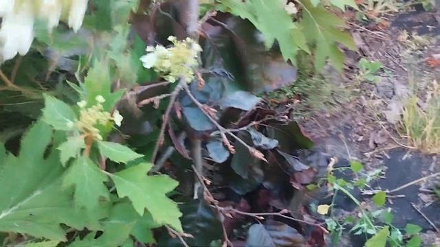 Гортензія дуболиста Ice Cristal смотреть онлайн