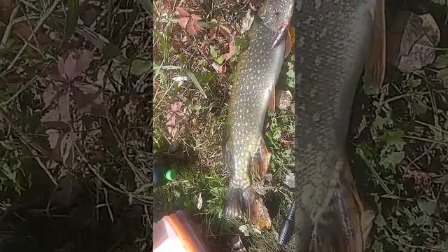 щука 2.6 на самодельный воблер смотреть онлайн