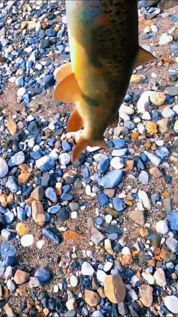 Ленок 2024. Трофейный ленок. #рыбалка #хариус #тайга #лен? смотреть онлайн