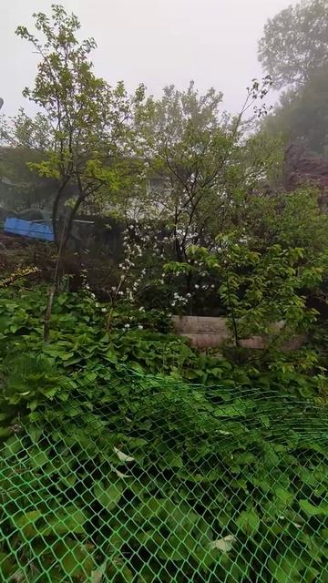 Сочи. Туман. Хурма цветет. Грядки. смотреть онлайн