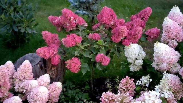 Гортензія Бонфаер, Кіліманджаро, Пінкі Праймз, Геркул?