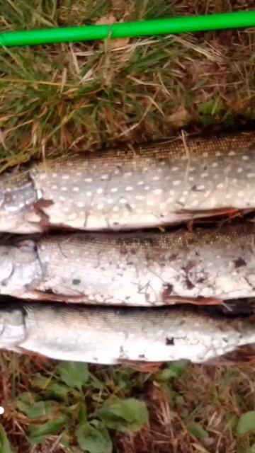 6 дней рыбалки.