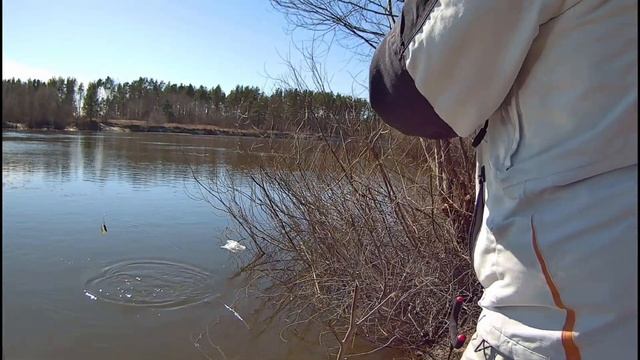 Весенняя плотва на пикер – фидер рулит! Рыбалка-релак?