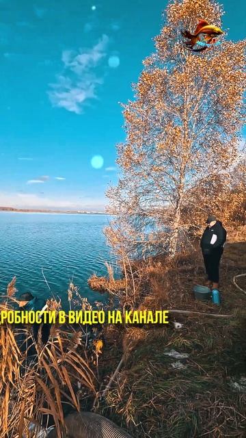 А сейчас белый амур и белый толстолобик Рыбалка Зарыб?