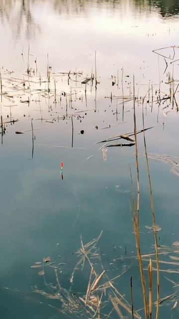 1АПРЕЛЯ🎣💪🏻 #рибалка #спінінг #рибак #рыбалка #рибо смотреть онлайн