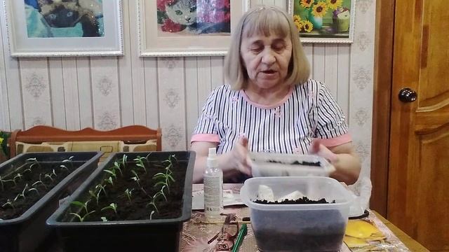 Распикировала помидоры и еще сею .🌱 🪴 🍅 Приготовила смотреть онлайн