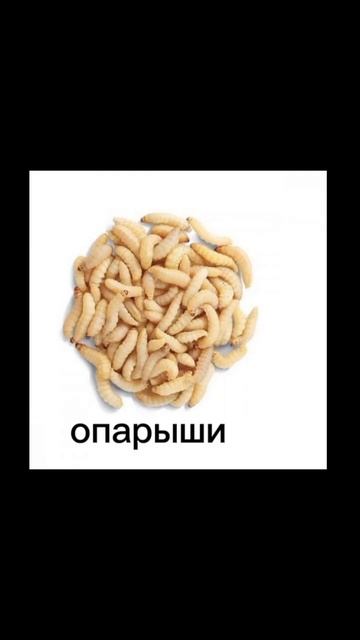 #йошкарола #рыбалка #вертушка #воблера #опарыш #мотыль #