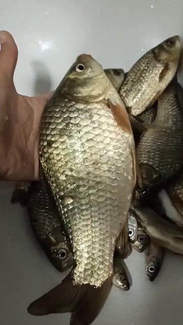 ЖИВАЯ ПРИРОДА| Лучший улов смотреть онлайн