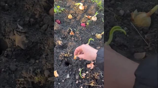 Посадка лука на перо смотреть онлайн