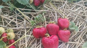 Клубника просто бомба 💥💥💥 ФЕДЕРИКА. Этот сорт долж?