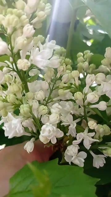 белая сирень смотреть онлайн