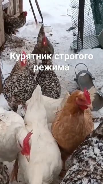 Утро в курятнике строгого режима. #куры #деревня #высоц смотреть онлайн