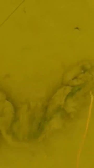 Судак 5 кг на 8 метрах | Подводная охота #ценитель #shorts смотреть онлайн