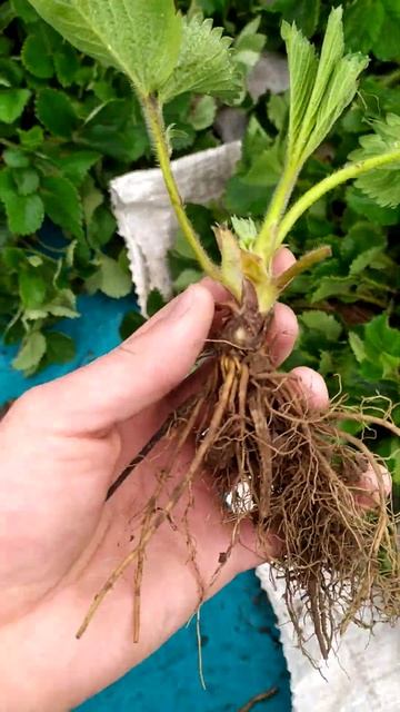 Весна! Начало мая! Посадка новых сортов клубники! смотреть онлайн