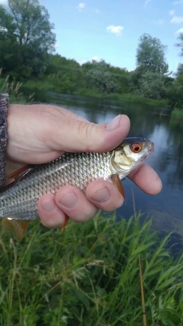 Рыбалка на ПОПЛАВОЧНУЮ удочку 🐟🌊 РЕКА ЗУША 🐟🎣🐟🌊 смотреть онлайн