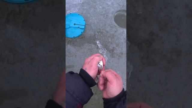 оснастка жерлицы с французским двойником. смотреть онлайн