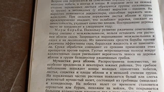 Ржавчина груши/собираем вишню/что цветёт -лилии,розы смотреть онлайн