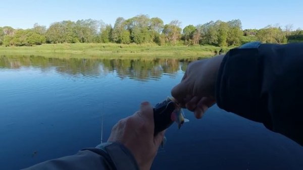 Заклевали ГОЛАВЛИ. Всё на Jackall Micro Tappy 54F