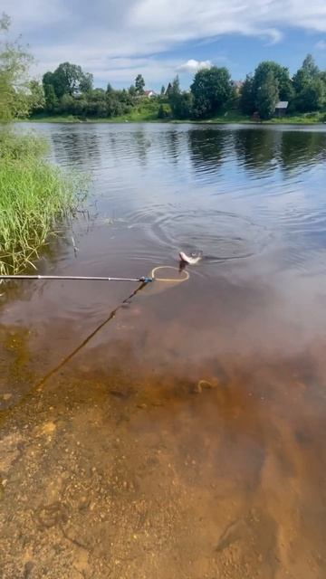 Поймал ЗДОРОВЕННОГО ЛЕЩА🐟 #фидер #лещ смотреть онлайн