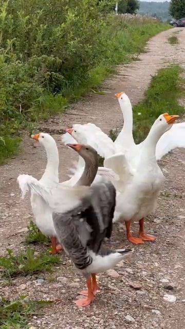 Гуси гуси гагага на базе отдыха ЛИСА#хитрыйлис #рекаво смотреть онлайн