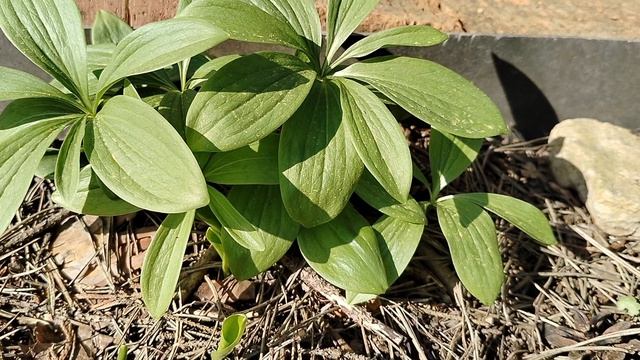 Мартагоны из чешуек испорченной луковицы 2025 смотреть онлайн