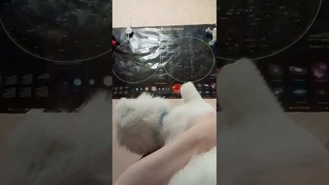 Призы от пятерочки Ам ням и белая кошка