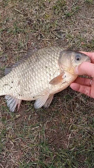 Рыбалка🐠 Санкт-Петербург Клюет Карась👍#рыбалка #клю смотреть онлайн