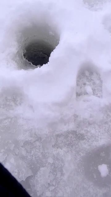 ФОРЕЛЬ ОХОТНО ОТЗЫВАЕТСЯ НА ЭТОТ VIB🎣💪ПРОВЕРННО ВРЕМ смотреть онлайн