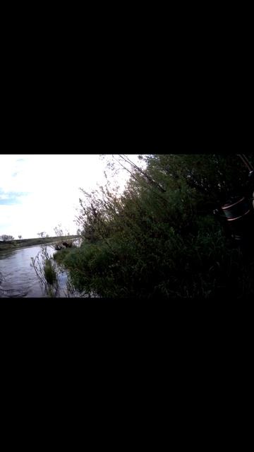 Очень приятный ГОЛАВЛЬ(просто толстяк) на воблер Lucky Cra смотреть онлайн