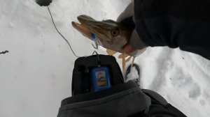 Ловля судака на вибы в глухозимье.