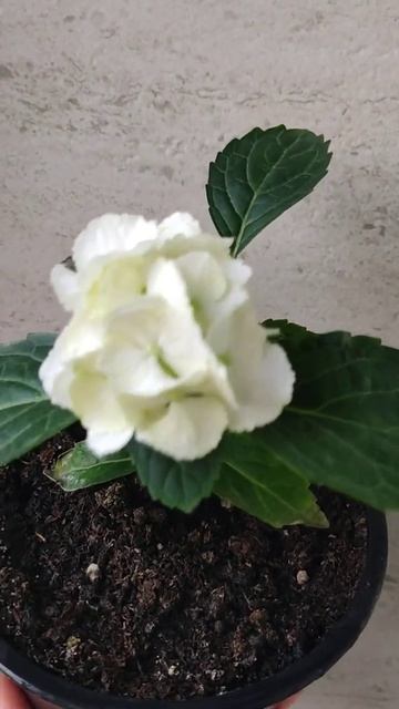 Цветёт малышка Гортензия, мой летний черенок смотреть онлайн