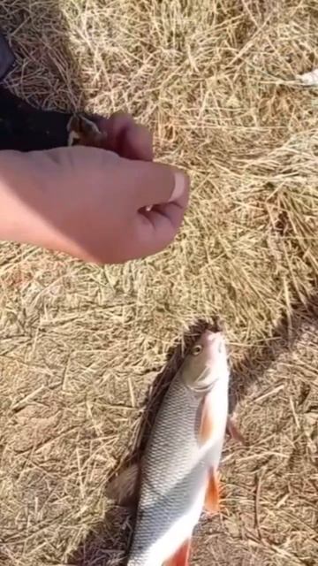 #shorts Рыбалка на ФИДЕР! Сумасшедший клёв ЯЗЯ ! смотреть онлайн