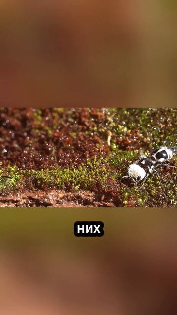 Муравей-Панда ⚠️ Выглядит мило, но кусает БОЛЬНО!