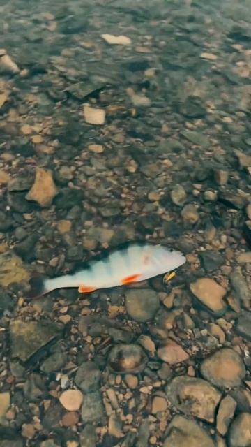 Окунь на вертушку Smith AR-S #fishing #окунь #рыбалка #окуньнаб? смотреть онлайн