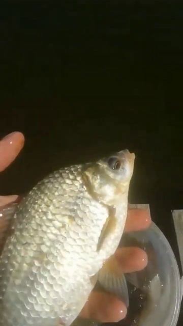 Запустили крупного Линя и Карася широкого. Кубань, Кар смотреть онлайн